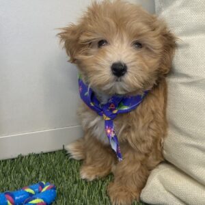 Marge Maltipoo Video