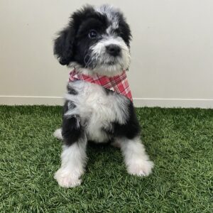 ChaCha Bernedoodle Video