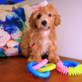 Clementina Toy Poodle 01