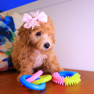 Clementina Toy Poodle 02