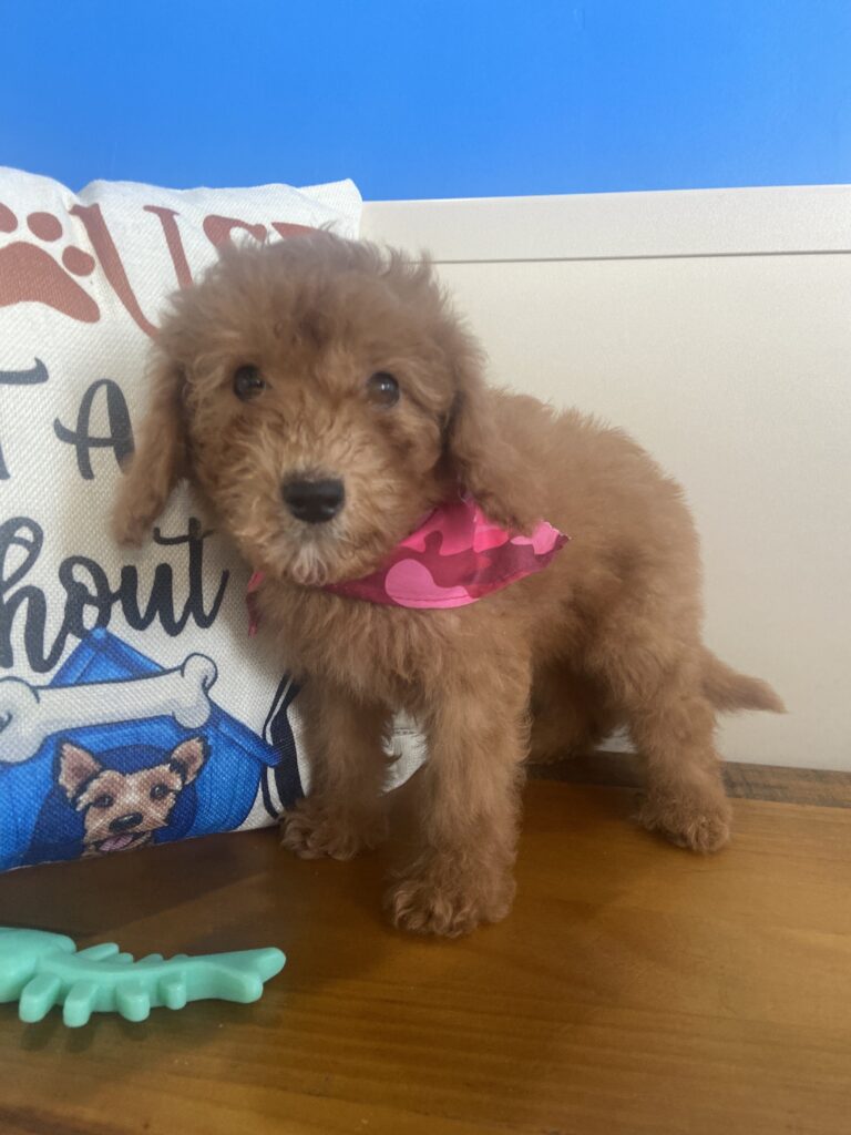 Holly Miniature Goldendoodle 01