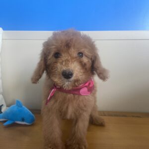 Holly Miniature Goldendoodle 02