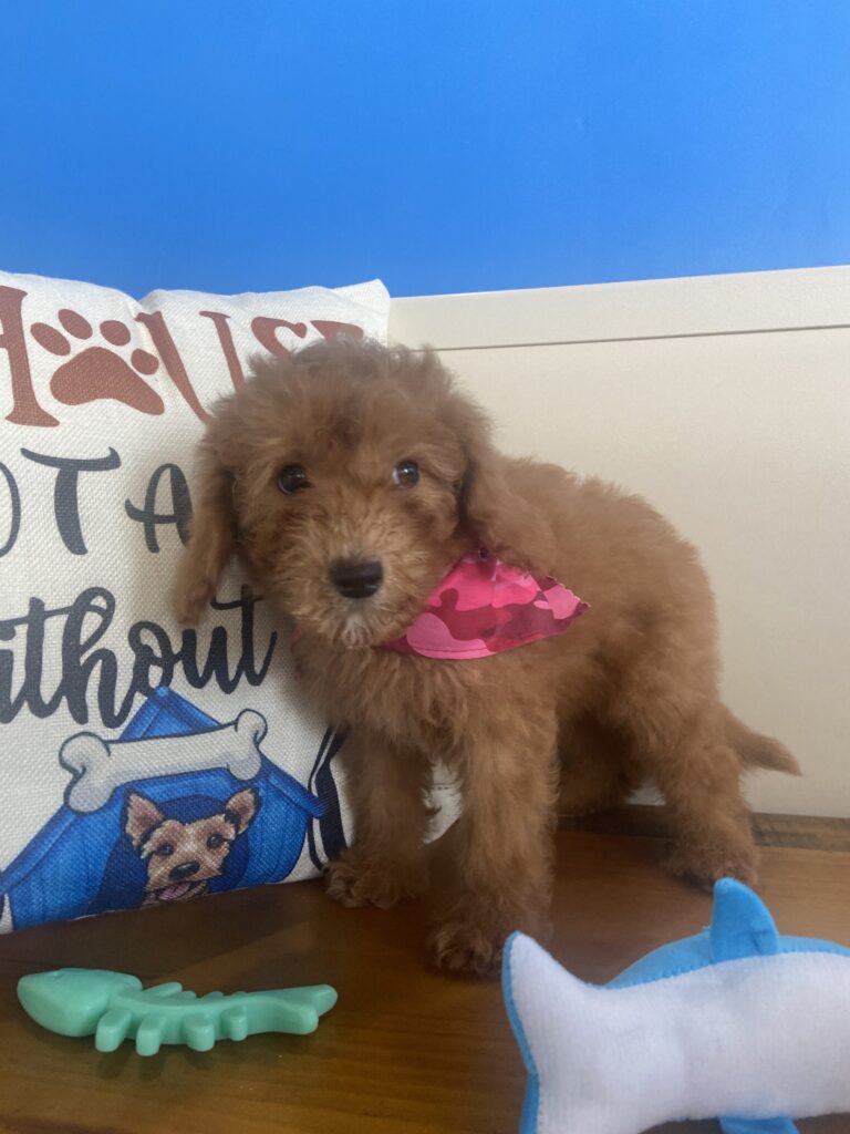 Holly Miniature Goldendoodle 03