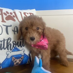 Holly Miniature Goldendoodle Video