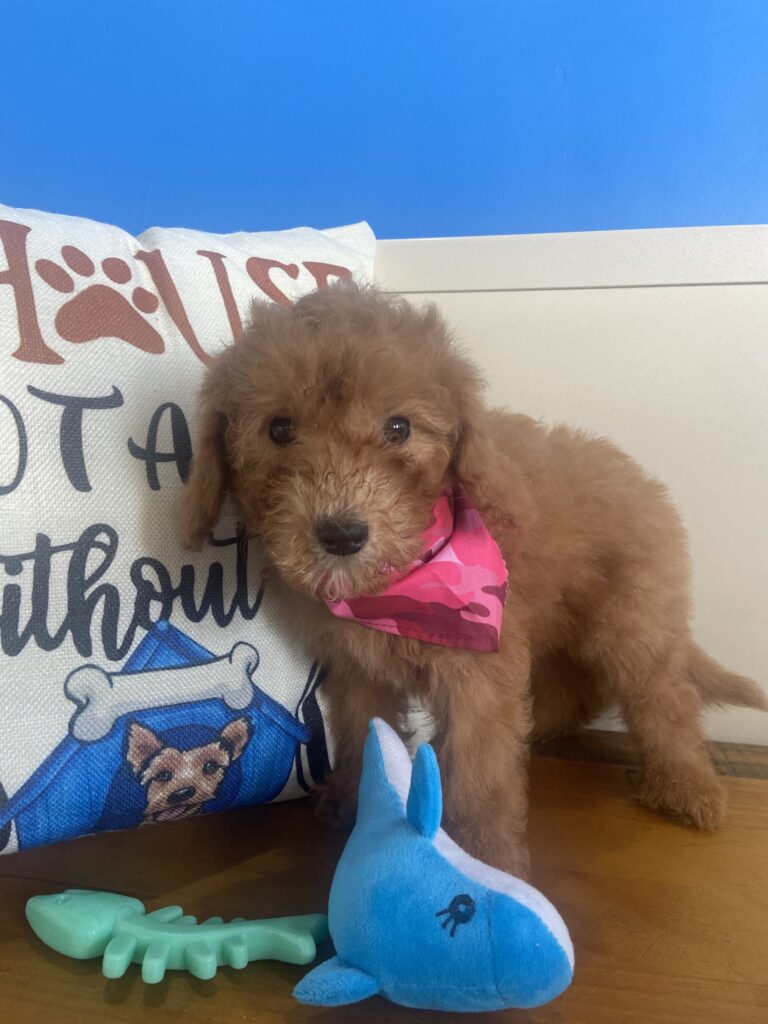 Holly Miniature Goldendoodle Video