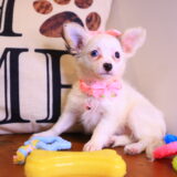 Minnie Chihuahua 03