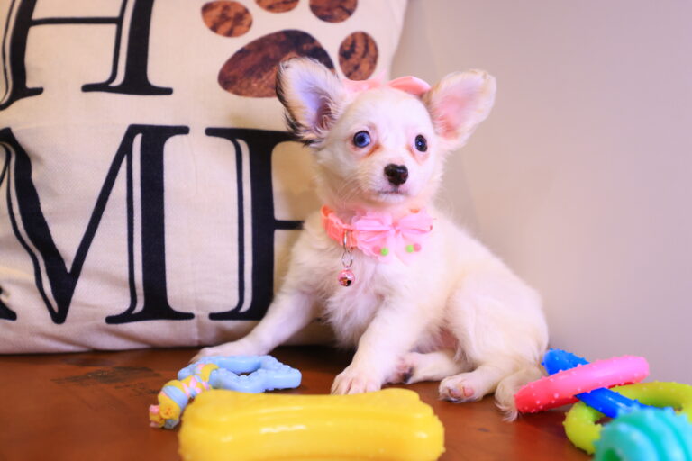 Minnie Chihuahua 03