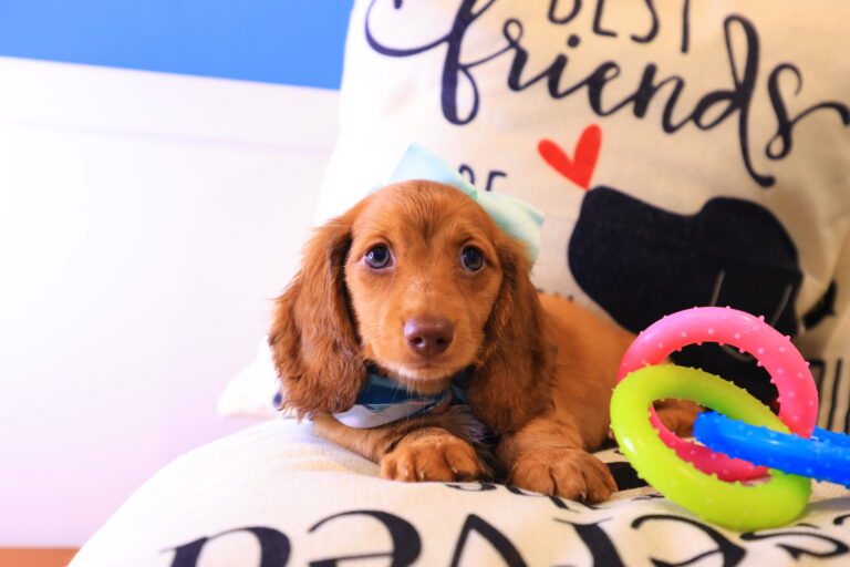Penny Miniature Dcahshund Video