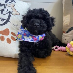 Tammy Toy Poodle Video