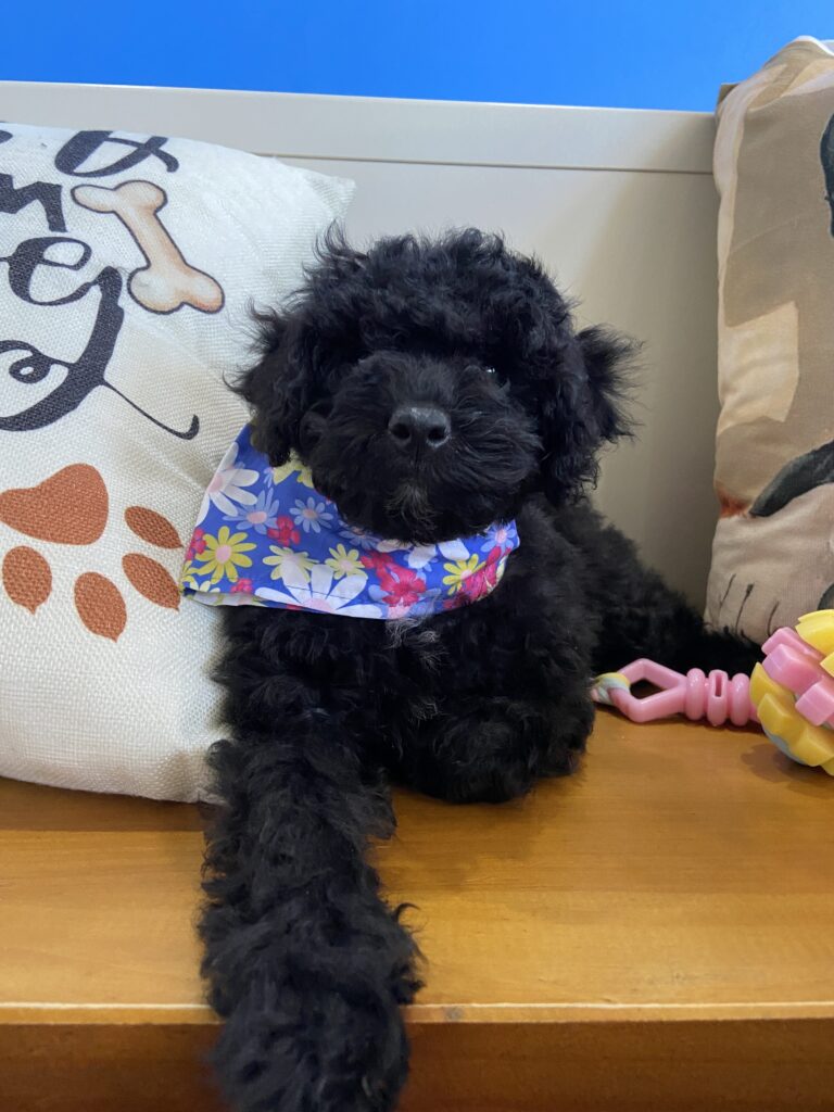 Tammy Toy Poodle Video