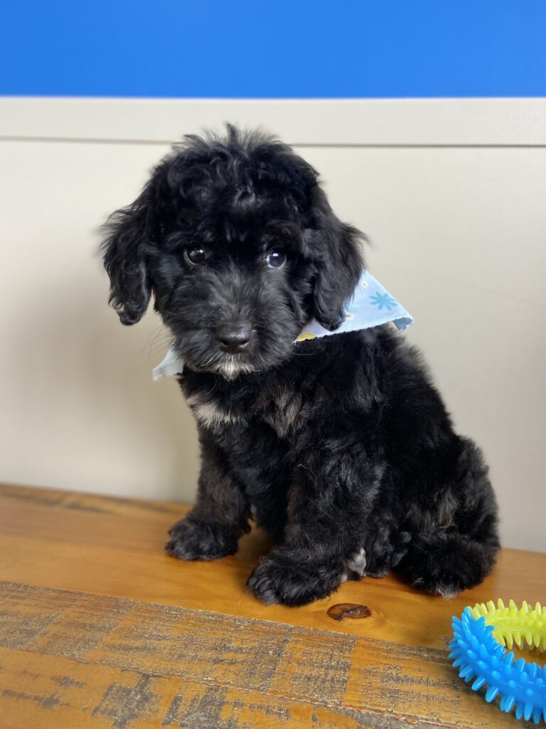 Gracey – Miniature Bernedoodle 02