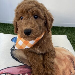 Andy Mini-Goldendoodle 01