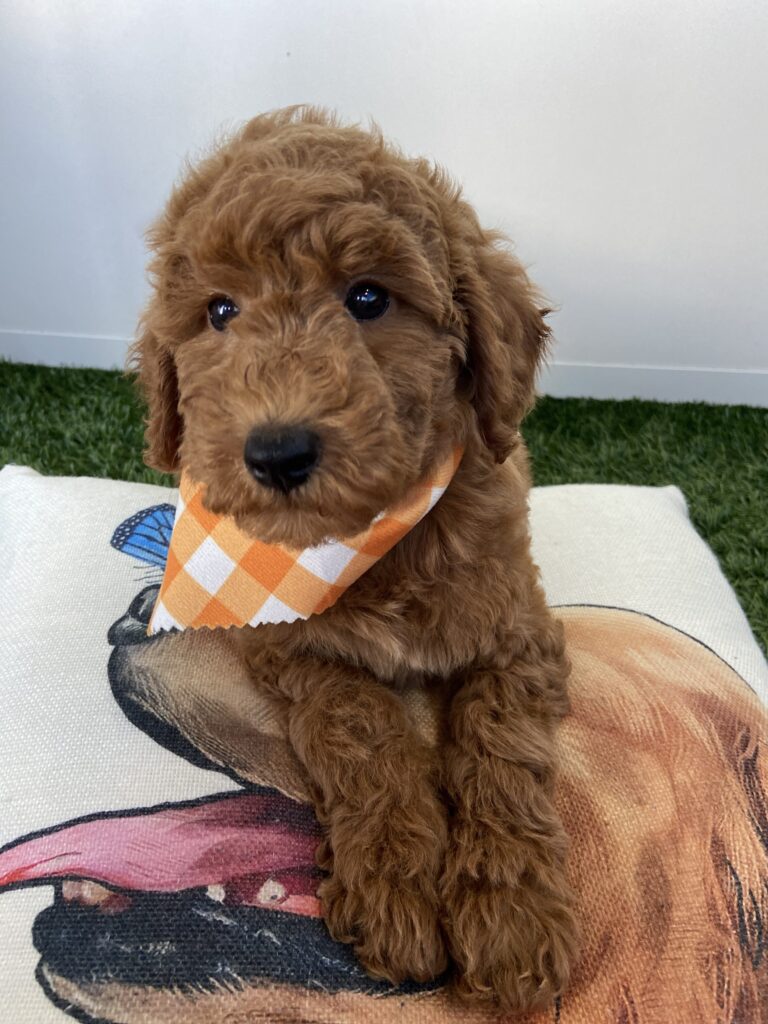 Andy Mini-Goldendoodle 01