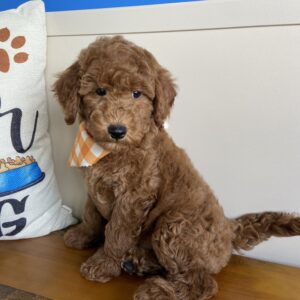 Andy Mini-Goldendoodle 02