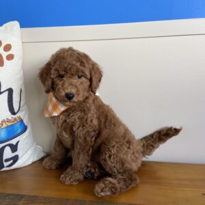Andy Mini-Goldendoodle 03