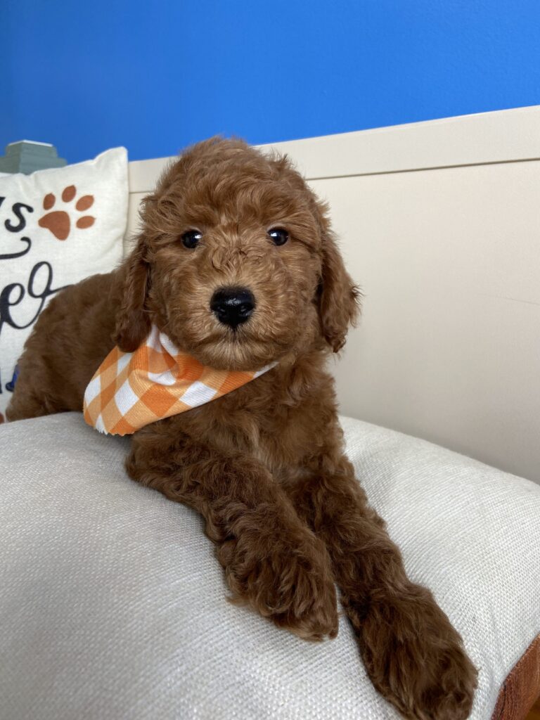 Andy Miniature Goldendoodle Video