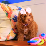 Lila Rose Toy Poodle 01