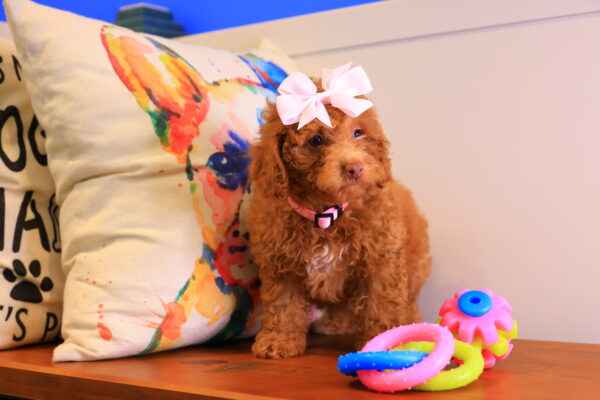 Lila Rose Toy Poodle 01