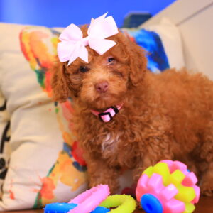 Lila Rose Toy Poodle 02