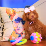Lila Rose Toy Poodle 03