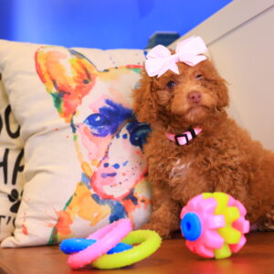 Lila Rose Toy Poodle 03