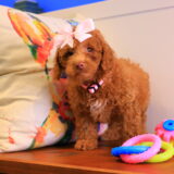 Lila Rose Toy Poodle 04