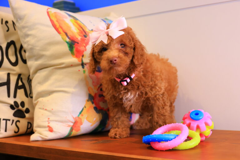 Lila Rose Toy Poodle 04