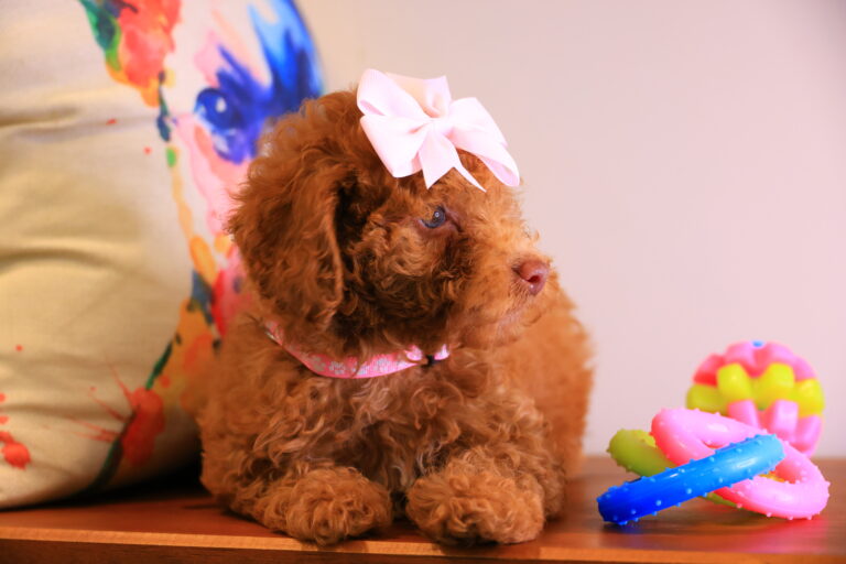 Lila Rose Toy Poodle Video