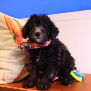 Shanna Toy Poodle 01