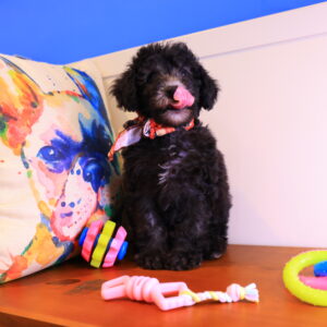 Shanna Toy Poodle 02