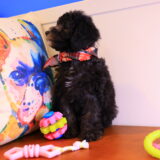 Shanna Toy Poodle 04