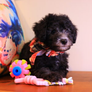 Shanna Toy Poodle Video