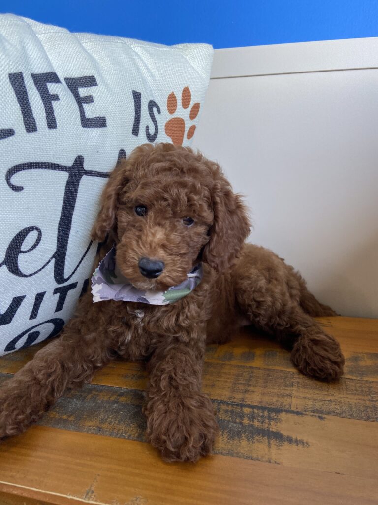 Tommy Mini-Goldendoodle Video