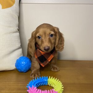 Gregory Miniature Dachshund Video