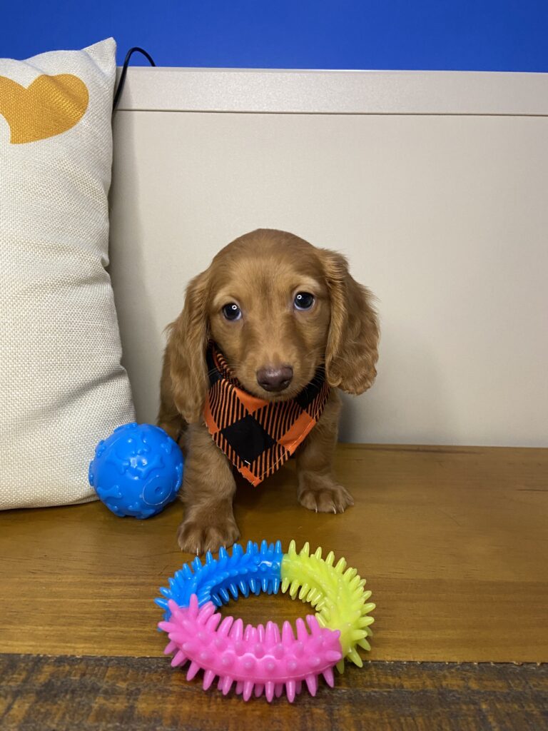 Gregory Miniature Dachshund Video