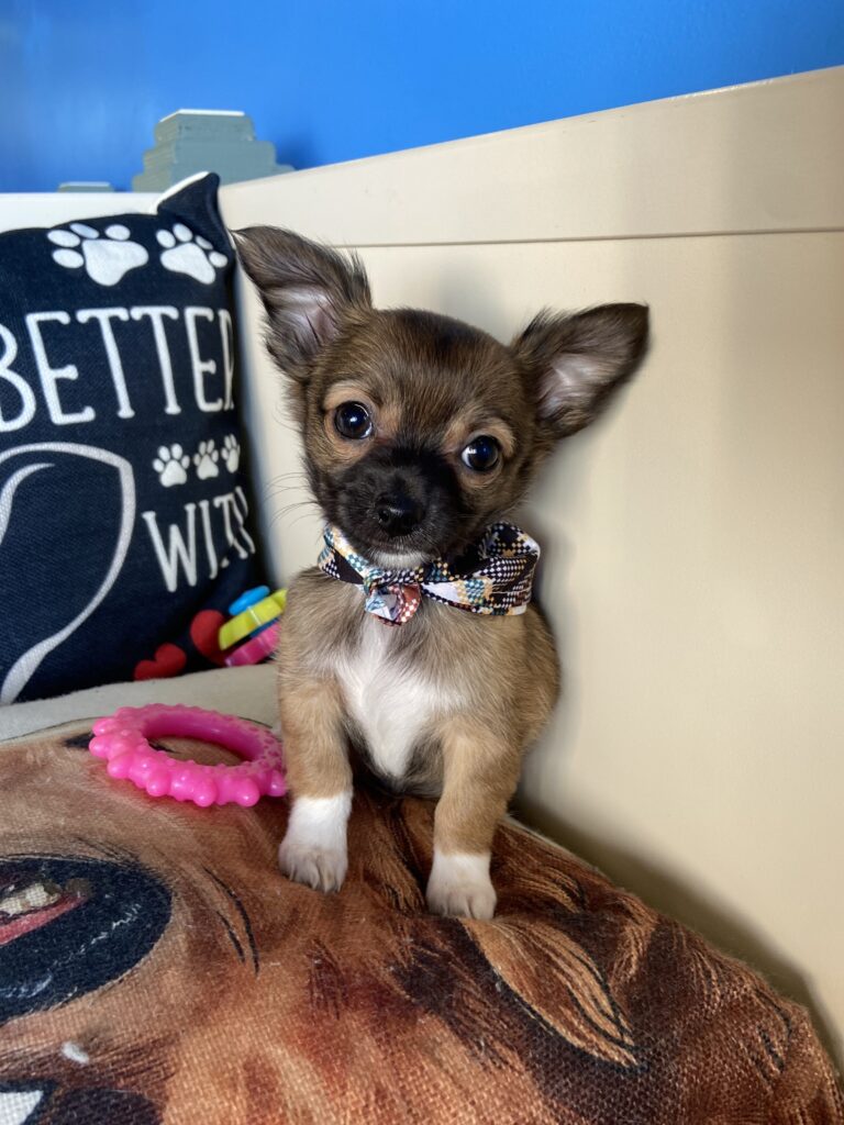 Seely Chihuahua 01