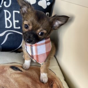 Seely Chihuahua Video
