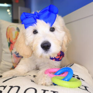 Tippy Goldendoodle Video