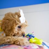 Harper Cavapoo 02