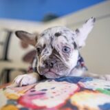 Luke French Bulldog 02