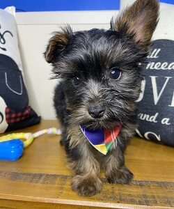 Ted Yorkshire Terrier 01