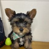 Todd Yorkshire Terrier 01