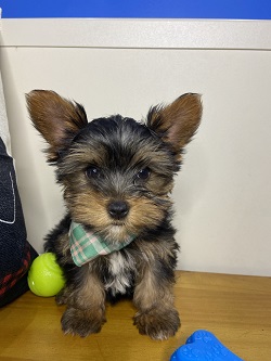 Todd Yorkshire Terrier 01