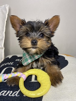 Todd Yorkshire Terrier 02