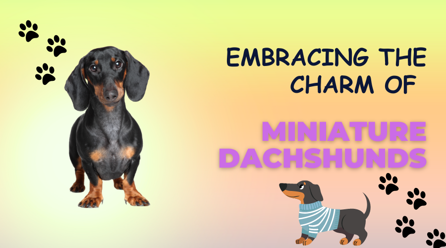 Embracing the Charm of Miniature Dachshunds: Insider’s Guide to Picking the Ideal Puppy!