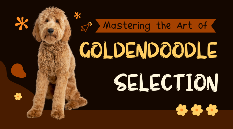 Mastering the Art of Goldendoodle Selection: A Comprehensive Puppy Guide!