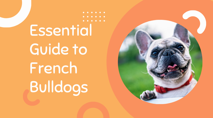 Essential Guide to French Bulldogs: Mastering Breed Specifics & Wellness Strategies