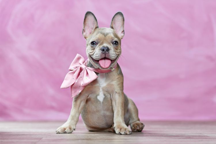 How to Choose a Frenchie Puppy?