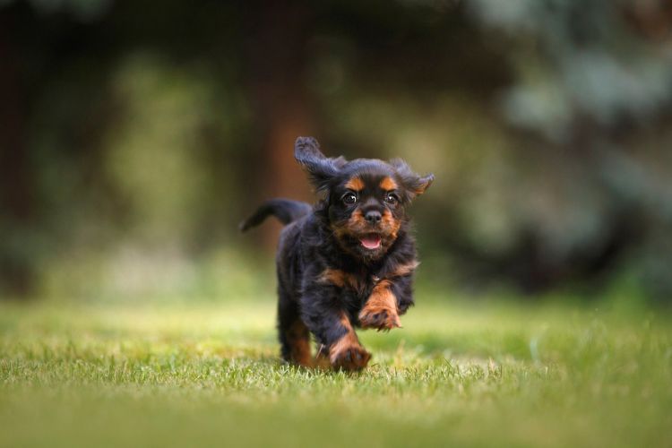 How to Pick Out a Puppy With a Good Temperament