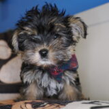 Kenny - Yorkshire Terrier 01